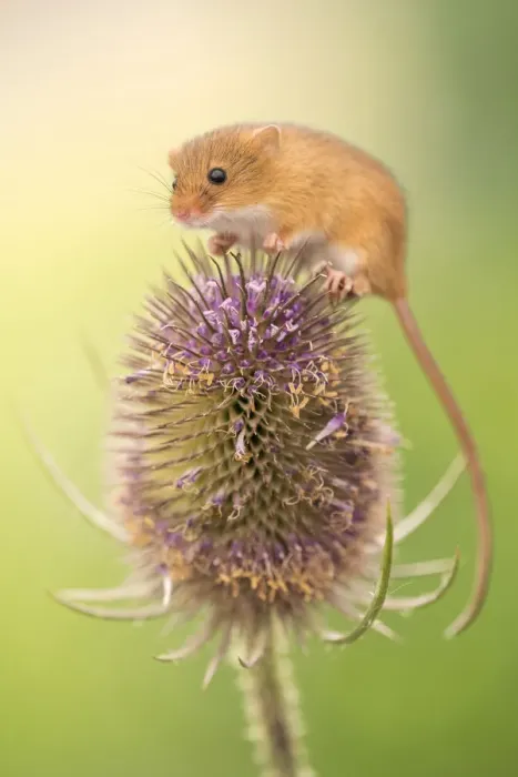 Framed Print : Harvest mouse (Micromys minutus) on teasel seed head, Devon, UK. Captive Framed Print : Harvest mouse (Micromys minutus) on teasel seed head, Devon, UK. Captive