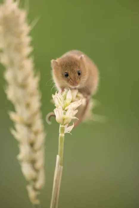 Framed Print : Harvest mouse (Micromys minutus) on wheat stem, Devon, UK (captive). May Framed Print : Harvest mouse (Micromys minutus) on wheat stem, Devon, UK (captive). May