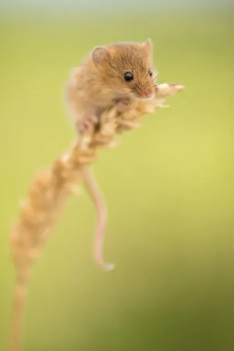 Framed Print : Harvest mouse (Micromys minutus) on wheat stem, Devon, UK (captive). May Framed Print : Harvest mouse (Micromys minutus) on wheat stem, Devon, UK (captive). May