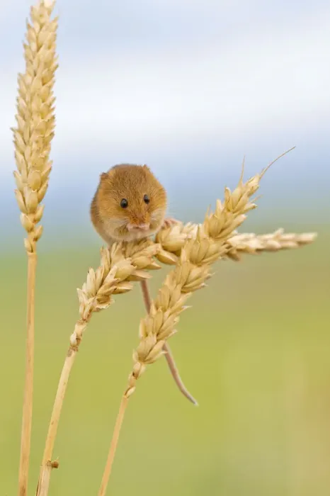 Framed Print : Harvest mouse (Micromys minutus) on wheat stem, Devon, UK captive Framed Print : Harvest mouse (Micromys minutus) on wheat stem, Devon, UK captive