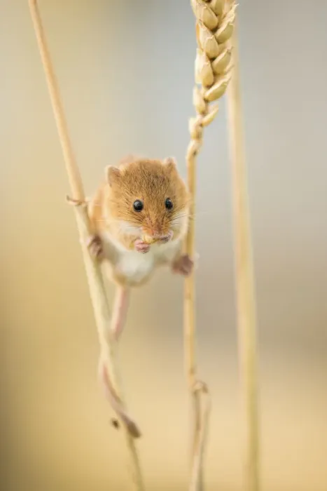 Framed Print : Harvest mouse (Micromys minutus) on wheat stem feeding, Devon, UK, July. Captive Framed Print : Harvest mouse (Micromys minutus) on wheat stem feeding, Devon, UK, July. Captive