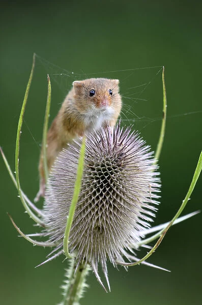 Harvest mouse (Microymys minutus) on teasel seed head. Dorset, UK August. Captive