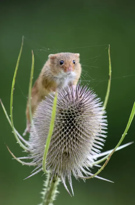 Framed Print : Harvest mouse (Microymys minutus) on teasel seed head. Dorset, UK August. Captive