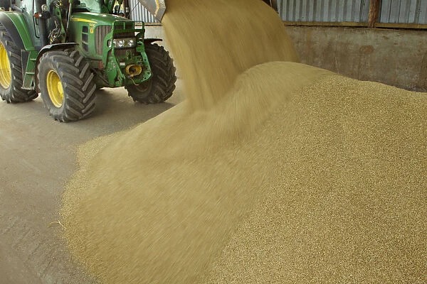 Harvested Barley (Hordeum vulgare) grain being unloaded into a storage barn, Scotland