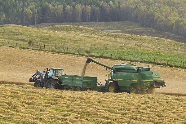 Harvesting barley crop in late summer, Scotland, UK