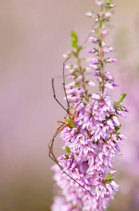 Framed Print : Harvestman (Opiliones) on flowering heather, Arne RSPB reserve, Dorset, England, UK, July Framed Print : Harvestman (Opiliones) on flowering heather, Arne RSPB reserve, Dorset, England, UK, July