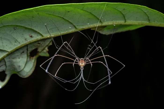 Framed Print : Harvestman (Opiliones) hanging from leaf, moulting, Tinamaste, Costa Rica