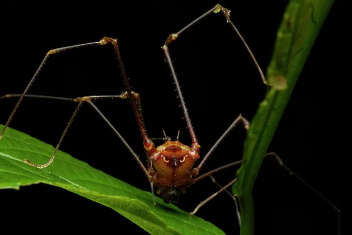 Framed Print : Harvestman (Opiliones) resting on a leaf, Los Bancos, Pichincha, Ecuador Framed Print : Harvestman (Opiliones) resting on a leaf, Los Bancos, Pichincha, Ecuador