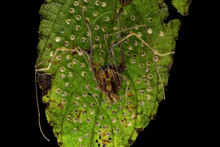 Framed Print : Harvestman (Opiliones) resting on a leaf guarding its eggs, Mindo, Pichincha, Ecuador Framed Print : Harvestman (Opiliones) resting on a leaf guarding its eggs, Mindo, Pichincha, Ecuador