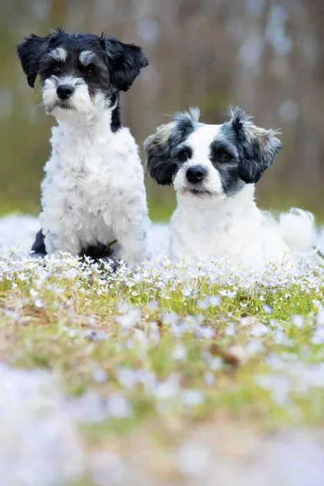 Framed Print : Two Havanese dogs in spring foliage, portrait, Haddam, Connecticut, USA. April Framed Print : Two Havanese dogs in spring foliage, portrait, Haddam, Connecticut, USA. April