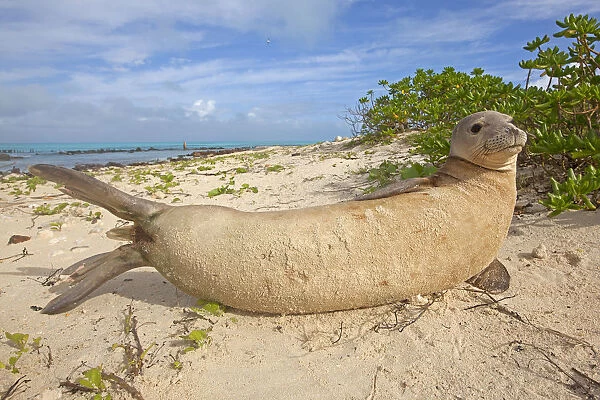 Hawaiian monk seal (Monachus schauinslandi) hauled out, Sand Island, Midway, Hawaii