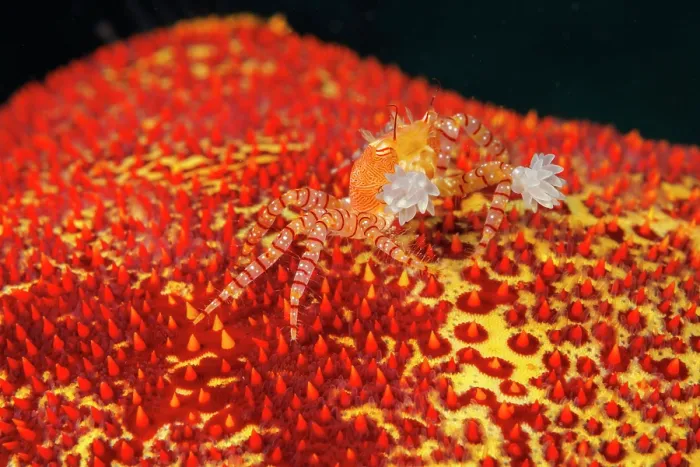 Framed Print : Hawaiian pom-pom crab (Lybia edmondsoni) camouflaged on a Sea star, holding two Anemones (Triactis sp) in its pincers, using them for defense against predators, Hawaii Framed Print : Hawaiian pom-pom crab (Lybia edmondsoni) camouflaged on a Sea star, holding two Anemones (Triactis sp) in its pincers, using them for defense against predators, Hawaii