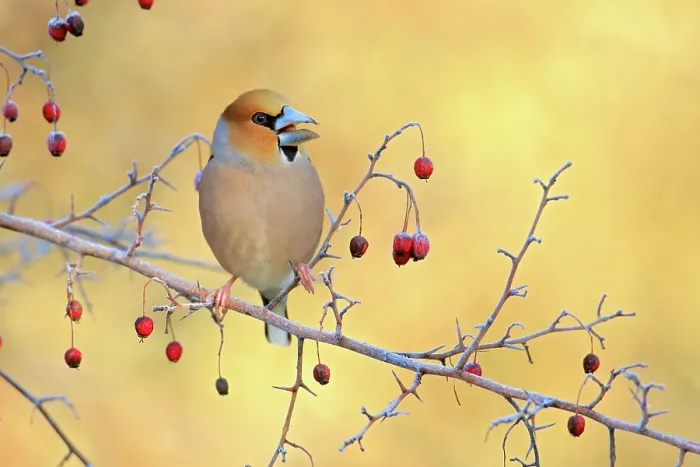 Framed Print : Hawfinch (Coccothraustes coccothraustes) perched on branch amongst Hawthorn (Crataegus sp) berries. Sierra de Grazalema Natural Park, Cadiz, Spain. February Framed Print : Hawfinch (Coccothraustes coccothraustes) perched on branch amongst Hawthorn (Crataegus sp) berries. Sierra de Grazalema Natural Park, Cadiz, Spain. February