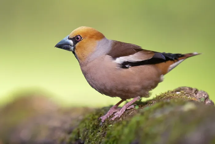 Framed Print : Hawfinch (Coccothraustes coccothraustes) portrait, Pusztaszer, Kiskunsagi National Park, Hungary. May Framed Print : Hawfinch (Coccothraustes coccothraustes) portrait, Pusztaszer, Kiskunsagi National Park, Hungary. May