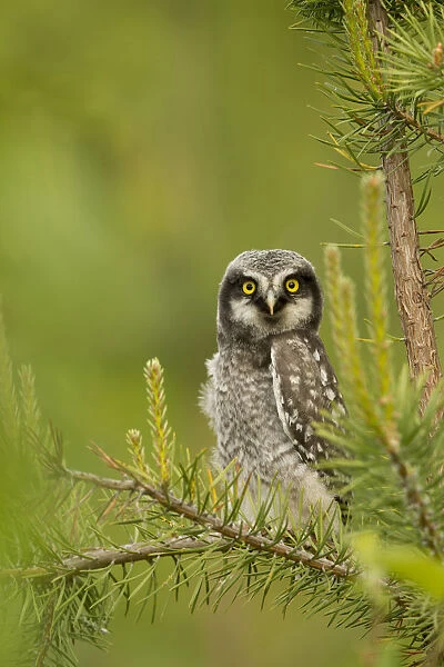 Hawk Owl perched (Surnia ulula), Finland, June