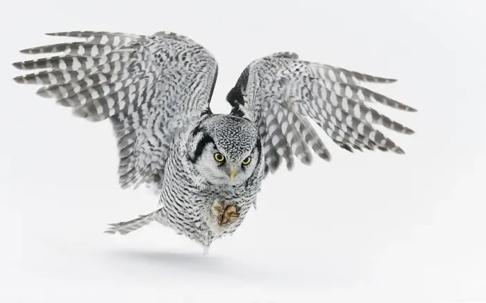 Framed Print : Hawk Owl (Surnia ulula) hunting, Kuhmo, Finland, March Framed Print : Hawk Owl (Surnia ulula) hunting, Kuhmo, Finland, March
