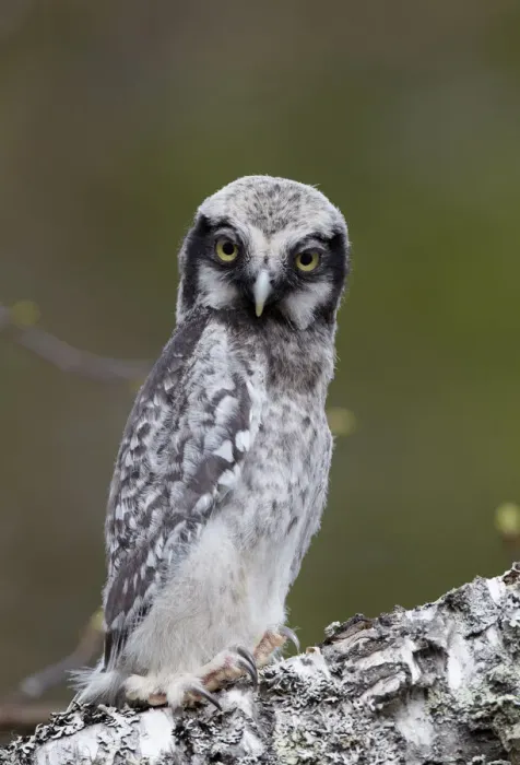 Framed Print : Hawk owl (Surnia ulula) juvenile, portrait, Kuusamo, Finland, May Framed Print : Hawk owl (Surnia ulula) juvenile, portrait, Kuusamo, Finland, May