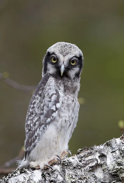 Hawk owl (Surnia ulula) juvenile, portrait, Kuusamo, Finland, May