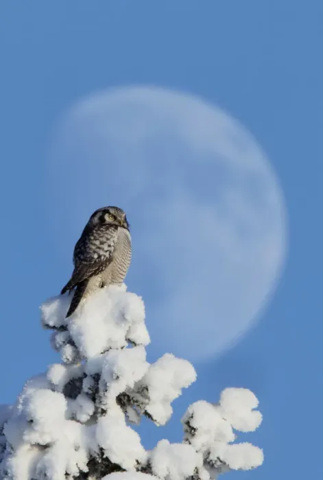 Framed Print : Hawk Owl (Surnia ulula) perched on snowy tree in front of the moon. Kuusamo, Finland Framed Print : Hawk Owl (Surnia ulula) perched on snowy tree in front of the moon. Kuusamo, Finland