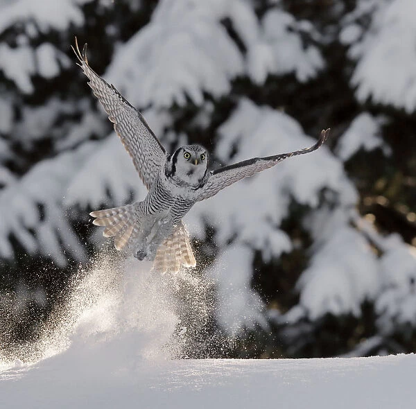 Hawk owl (Surnia ulula) takingn off from powder snow, possibly with prey in talons