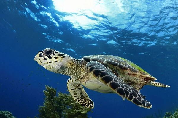 Hawksbill sea turtle (Eretmochelys imbricata) Bonaire, Leeward Antilles, Caribbean region