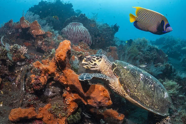 Hawksbill turtle (Erethmochelys imbricata) feeding on tropical reef, Tulamben