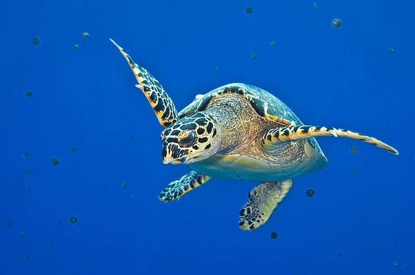 Hawksbill turtle (Eretmochelys imbricata) swimming up into the water column to feed