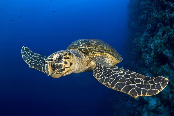 Hawksbill turtle (Eretmochelys imbricata) swimming along a coral reef wall, chewing on some coral