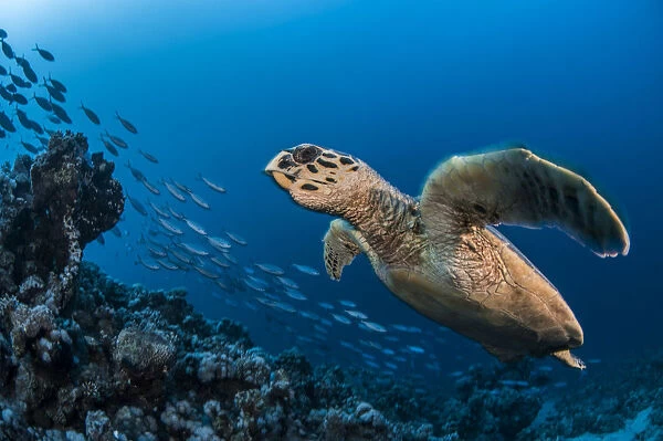 Hawksbill turtle (Eretmochelys imbricata) Port El Ghalib, Egypt, Red Sea