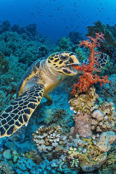 Hawksbill turtle (Eretmochelys imbricata) feeding on red soft coral (Dendronepthya sp