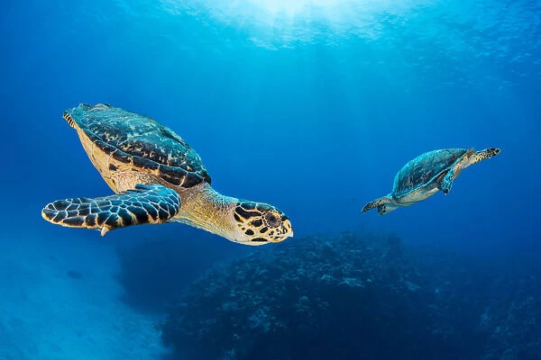 Hawksbill turtle (Eretmochelys imbricata) pair circling each other above coral reef