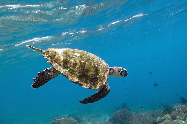Hawksbill Turtle (Eretmochelys imbricata) swimming down after taking a breath. Rinca