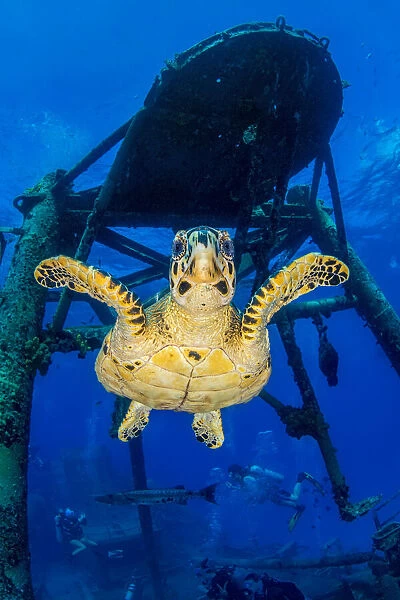 Hawksbill turtle (Eretmochelys imbricata) with the USS Kittiwake