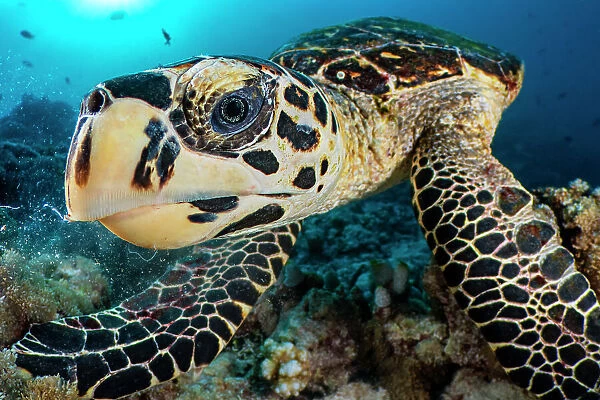 Hawksbill turtle (Eretmochelys imbricata) feeding on a coral reef, Ari Atoll, Maldives, Indian Ocean. Critically endangered