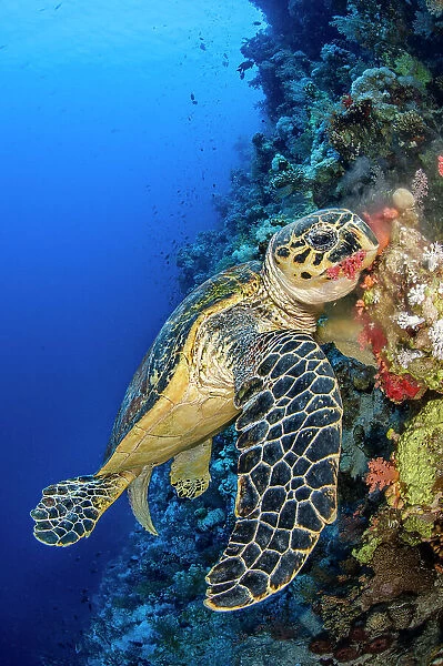 Hawksbill turtle (Eretmochelys imbricata) male chomps on soft coral. Jackson Reef, Sinai, Egypt. Strait of Tiran, Red Sea