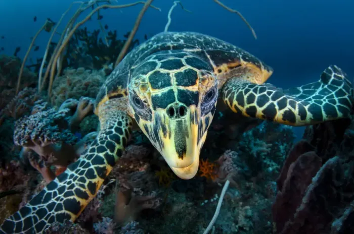 Framed Print : Hawksbill turtle (Eretmochelys imbricata) cloze up on coral reef, Raja Ampat, West Papua, Indonesia, Pacific Ocean Framed Print : Hawksbill turtle (Eretmochelys imbricata) cloze up on coral reef, Raja Ampat, West Papua, Indonesia, Pacific Ocean