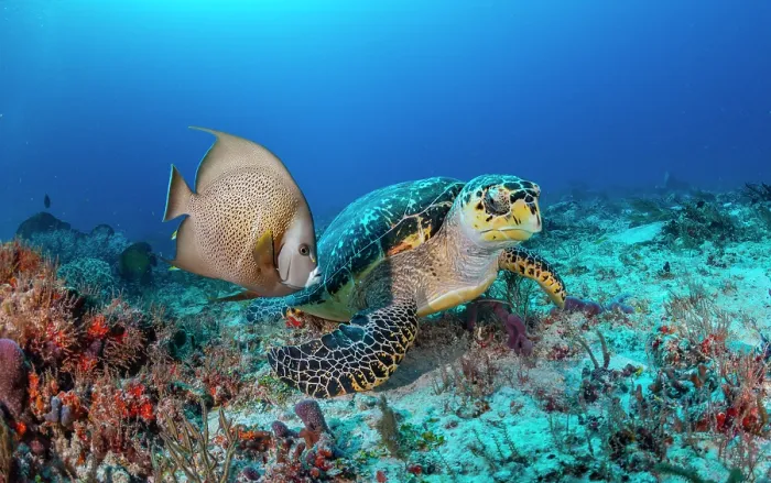 Framed Print : Hawksbill turtle (Eretmochelys imbricata) feeding on low-growing sponges, watching a loitering French angelfish (Pomacanthus paru), Yucatan Peninsula, Mexico, Caribbean Sea Framed Print : Hawksbill turtle (Eretmochelys imbricata) feeding on low-growing sponges, watching a loitering French angelfish (Pomacanthus paru), Yucatan Peninsula, Mexico, Caribbean Sea