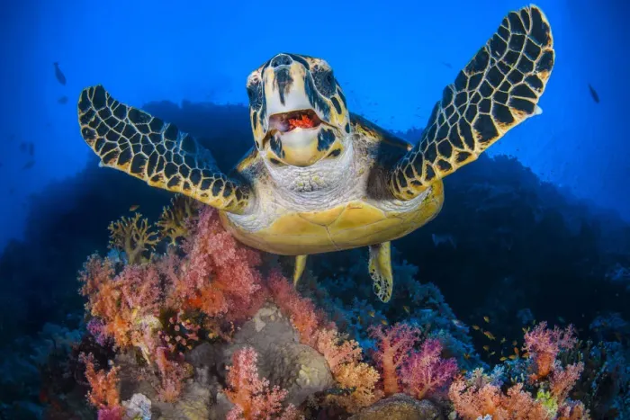 Framed Print : Hawksbill turtle (Eretmochelys imbricata) feeding on Red soft coral (Dendronepthya sp Framed Print : Hawksbill turtle (Eretmochelys imbricata) feeding on Red soft coral (Dendronepthya sp