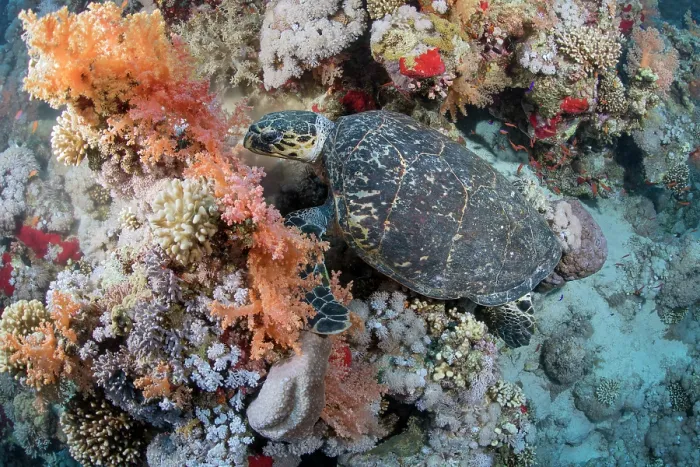Framed Print : Hawksbill turtle (Eretmochelys imbricata) feeding on soft coral (Dendronephthya sp), Ras Muhammad National Park, Sinai Peninsula, Red Sea, Egypt. Critically endangered Framed Print : Hawksbill turtle (Eretmochelys imbricata) feeding on soft coral (Dendronephthya sp), Ras Muhammad National Park, Sinai Peninsula, Red Sea, Egypt. Critically endangered