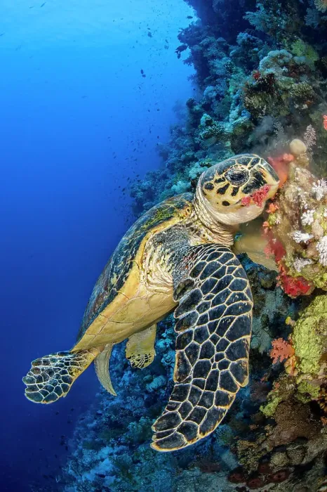Framed Print : Hawksbill turtle (Eretmochelys imbricata) male chomps on soft coral. Jackson Reef, Sinai, Egypt. Strait of Tiran, Red Sea Framed Print : Hawksbill turtle (Eretmochelys imbricata) male chomps on soft coral. Jackson Reef, Sinai, Egypt. Strait of Tiran, Red Sea