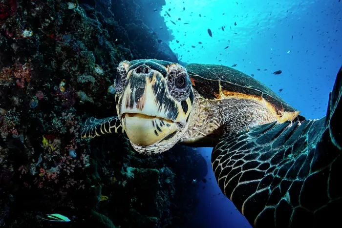 Framed Print : Hawksbill turtle (Eretmochelys imbricata) portrait, Bunaken Marine Park, North Sulawesi, Indonesia, Pacific Ocean. Critically endangered Framed Print : Hawksbill turtle (Eretmochelys imbricata) portrait, Bunaken Marine Park, North Sulawesi, Indonesia, Pacific Ocean. Critically endangered