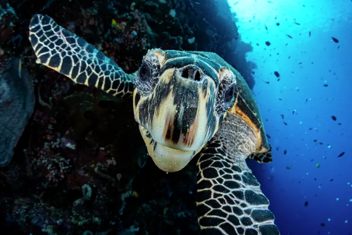 Framed Print : Hawksbill turtle (Eretmochelys imbricata) portrait, Bunaken Marine Park, North Sulawesi, Indonesia, Pacific Ocean. Critically endangered Framed Print : Hawksbill turtle (Eretmochelys imbricata) portrait, Bunaken Marine Park, North Sulawesi, Indonesia, Pacific Ocean. Critically endangered
