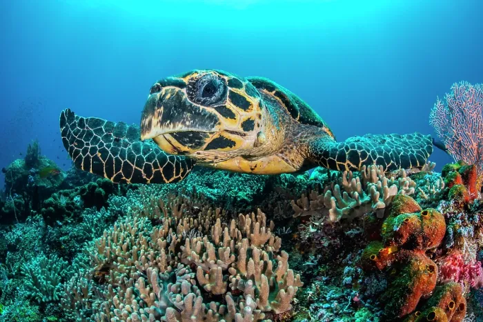 Framed Print : Hawksbill turtle (Eretmochelys imbricata) swimming over a coral reef, Misool, Raja Ampat, West Papua, Indonesia, Ceram Sea, Pacific Ocean. Critically endangered