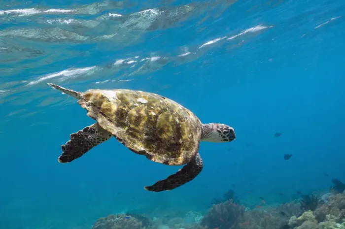 Framed Print : Hawksbill Turtle (Eretmochelys imbricata) swimming down after taking a breath. Rinca Framed Print : Hawksbill Turtle (Eretmochelys imbricata) swimming down after taking a breath. Rinca