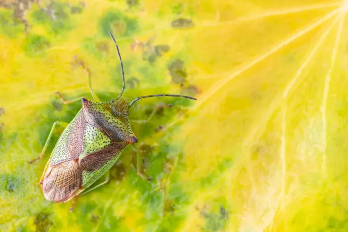 Framed Print : Hawthorn shieldbug (Acanthosoma haemorrhoidale) on leaf, Broxwater, Cornwall, UK Framed Print : Hawthorn shieldbug (Acanthosoma haemorrhoidale) on leaf, Broxwater, Cornwall, UK