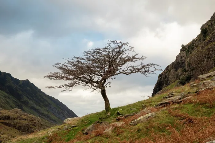 Framed Print : Hawthorn tree (Crataegus monogyna), Llanberis pass, Eryri National Park / Snowdonia, North Wales, UK. November Framed Print : Hawthorn tree (Crataegus monogyna), Llanberis pass, Eryri National Park / Snowdonia, North Wales, UK. November
