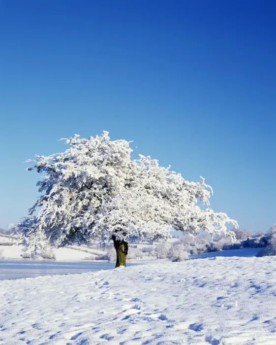 Framed Print : Hawthorn tree (Crataegus monogyna) covered with snow in winter landscape, Corbet Lough Framed Print : Hawthorn tree (Crataegus monogyna) covered with snow in winter landscape, Corbet Lough