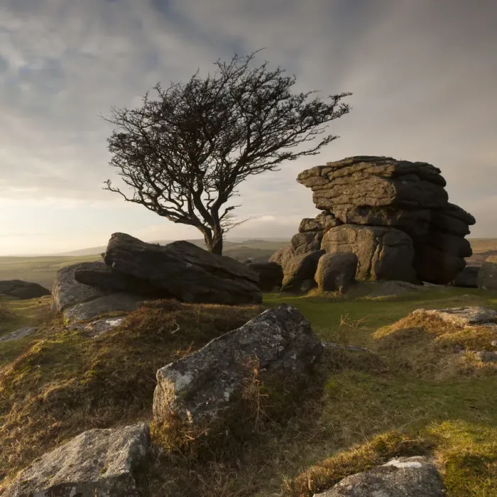 Framed Print : Hawthorn tree (Crataegus monogyna) and granite outcrop near Saddle Tor, Dartmoor National Park Framed Print : Hawthorn tree (Crataegus monogyna) and granite outcrop near Saddle Tor, Dartmoor National Park