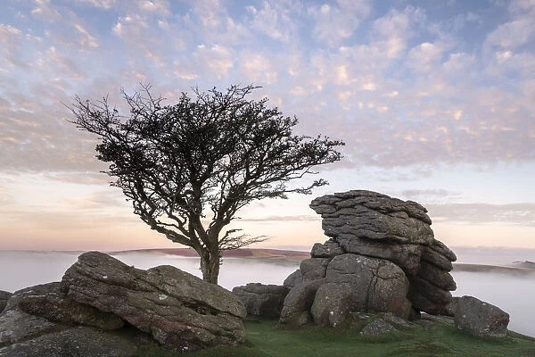 Hawthorn tree and granite outcrop at Holwell tor, sunrise and mist, Dartmoor National Park