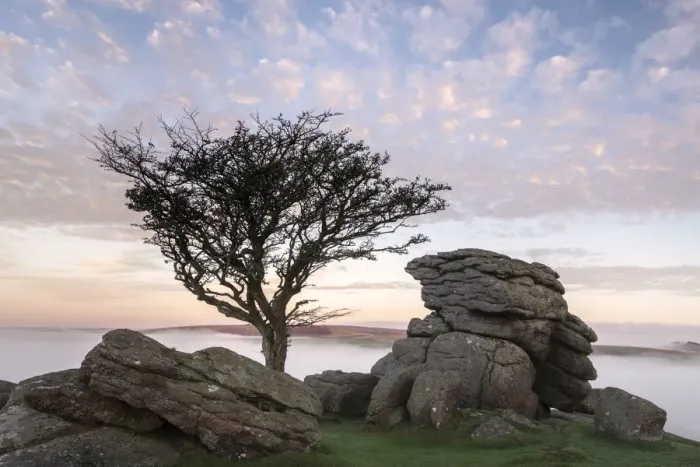 Framed Print : Hawthorn tree and granite outcrop at Holwell tor, sunrise and mist, Dartmoor National Park Framed Print : Hawthorn tree and granite outcrop at Holwell tor, sunrise and mist, Dartmoor National Park